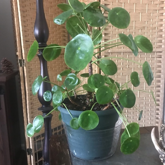 Meet your Posher, Polly - Picture 4 of 8